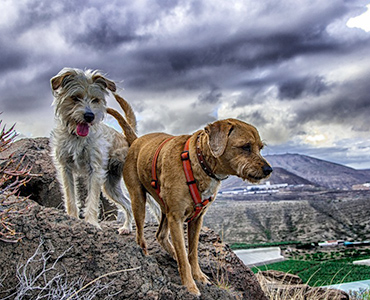 Dogs